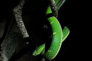 Monteverde Tropical Forest Night Tour 