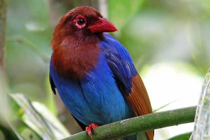 Sinharaja Rain Forest Day Tour From Colombo