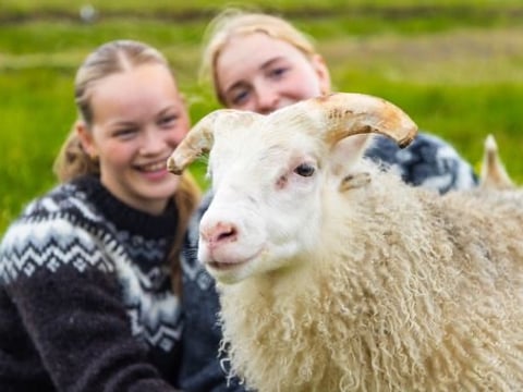 Sheep at Bjarteyjarsandur Farm