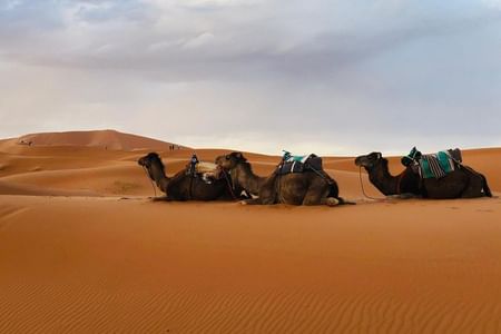Desert Trip from Fes to Fes via Merzougua (2days,1night)