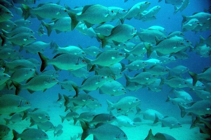 Snorkeling with Turtles and Cenote Tour from Riviera Maya 10