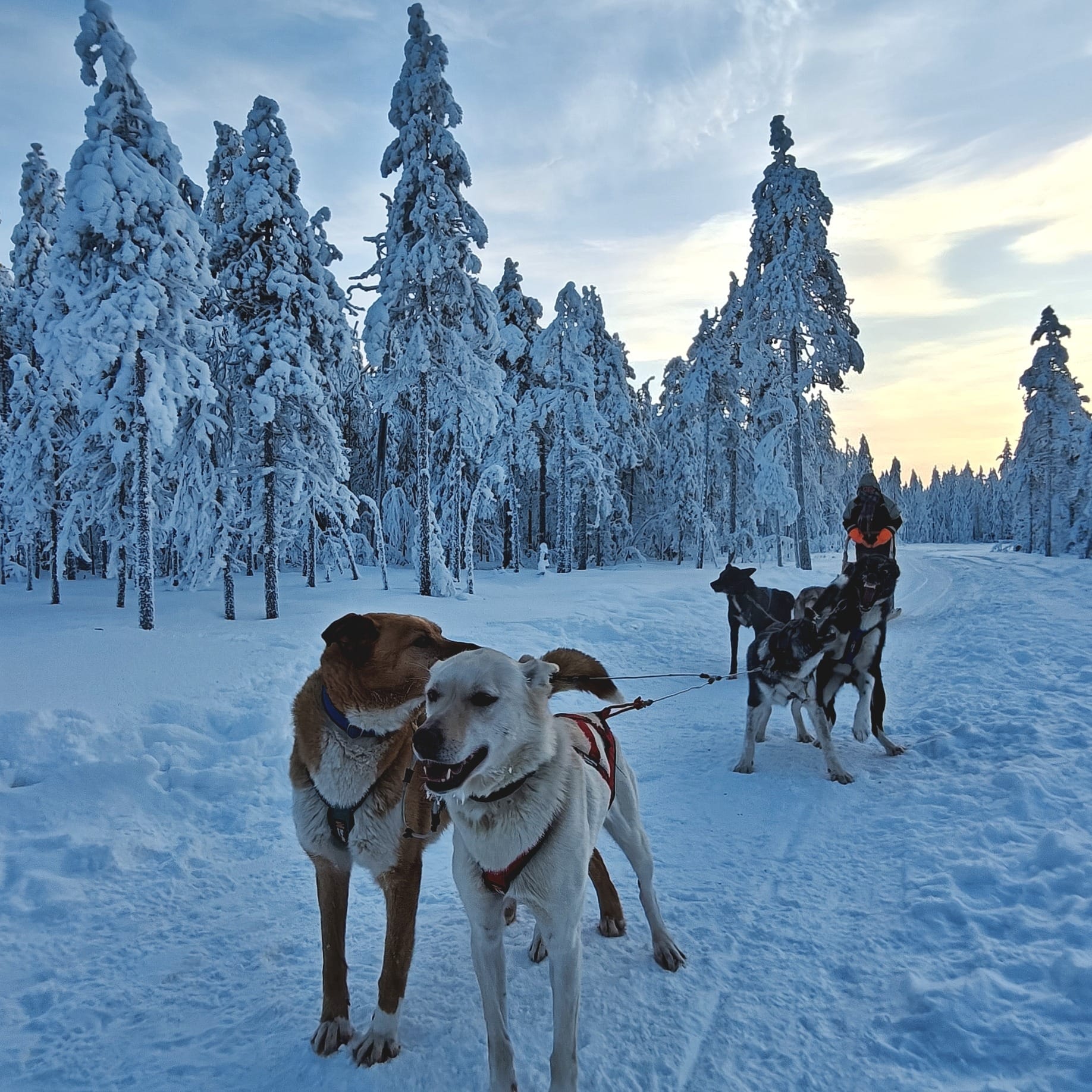 Driving your own husky team through quiet Lapland forest