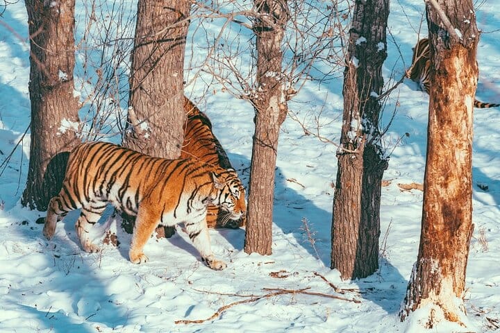 A Roaring Adventure: Harbin's Siberian Tiger Zoo