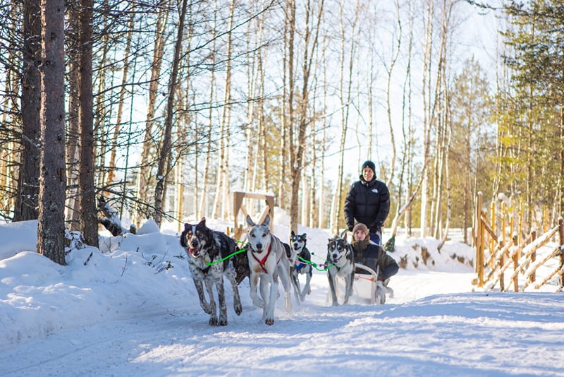 Husky Safari 10 km, photo 8