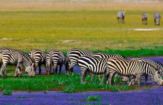 5-Day Safari Tour of Amboseli and Tsavo National Parks