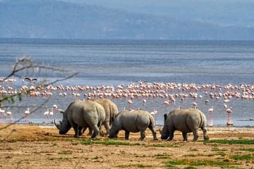 8 Days Tsavo East West Amboseli Lake Nakuru and Masai Mara Safari