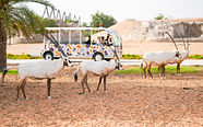 Things To Do Attraction Tickets Theme Park Tickets Desert Safari 