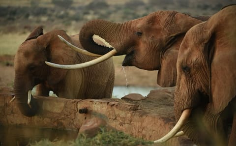 3-Day Amboseli and Tsavo East Safari from Diani
