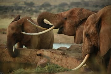 3-Day Amboseli and Tsavo East Safari from Diani