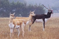 A Part of Bishnoi Village Safari