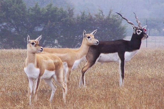A Part of Bishnoi Village Safari