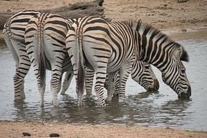 3 Night 4 Day Kruger National Park Safari with Panorama Route