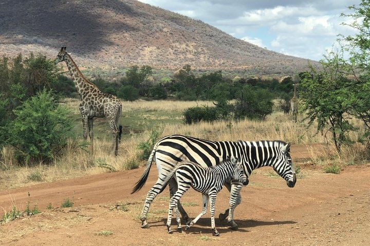 Breathtaking volcanic landscapes on Pilanesberg Safari Tours from Johannesburg