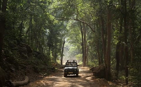 Wildlife Safari and Cultural Tour in Bhopal and Bhojpur