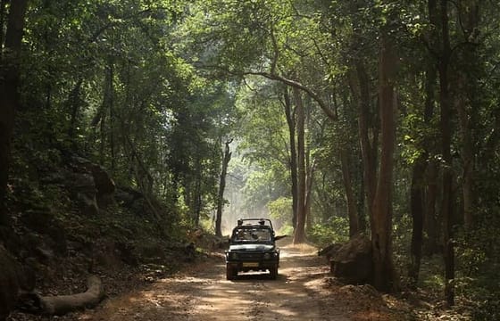 Incredible Wildlife Safari