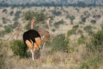 Day Trip – Tsavo East National Park ( Man Eater Lions of Tsavo & Other Big Five)