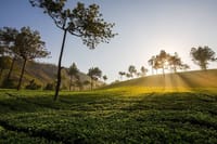 Tea Garden Kerala - Chuttibaaz