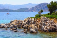 Camellia island Tours