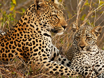 3 Days Masai Mara Midrange Group Safari