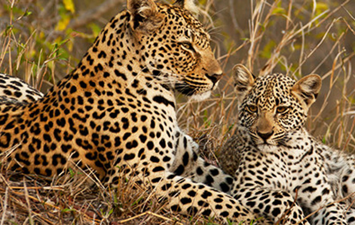 3 Days Masai Mara Midrange Group Safari