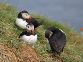 Reykjavík Premium Puffin Watching, photo 17