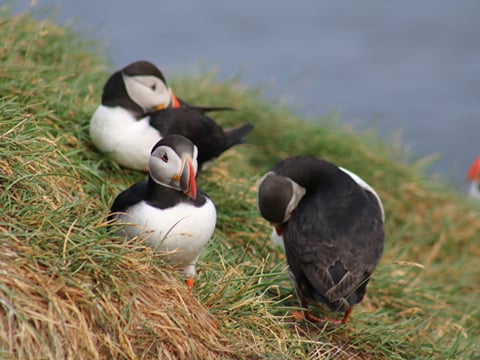 Reykjavík Premium Puffin Watching, photo 17
