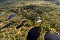 Viru bog