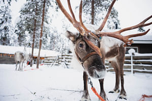 Reindeer Experience with Snowmobiling in Levi
