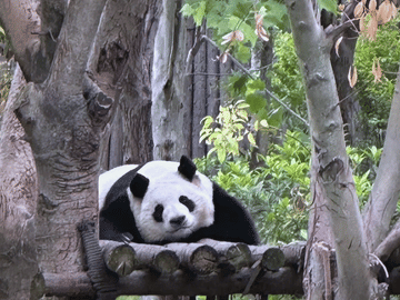 Sanxingdui and Panda Base Day Tour from Chengdu