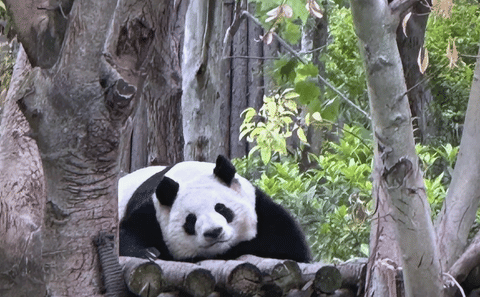 Sanxingdui and Panda Base Day Tour from Chengdu