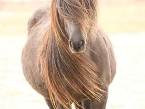 Horse Riding Tour and Explore Scenery in Gásir Akureyri, photo 5