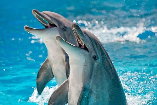 Dolphin Photo Session with Transfer - Hurghada 6