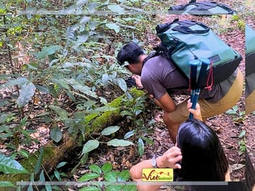 Mushing capturing in the forest