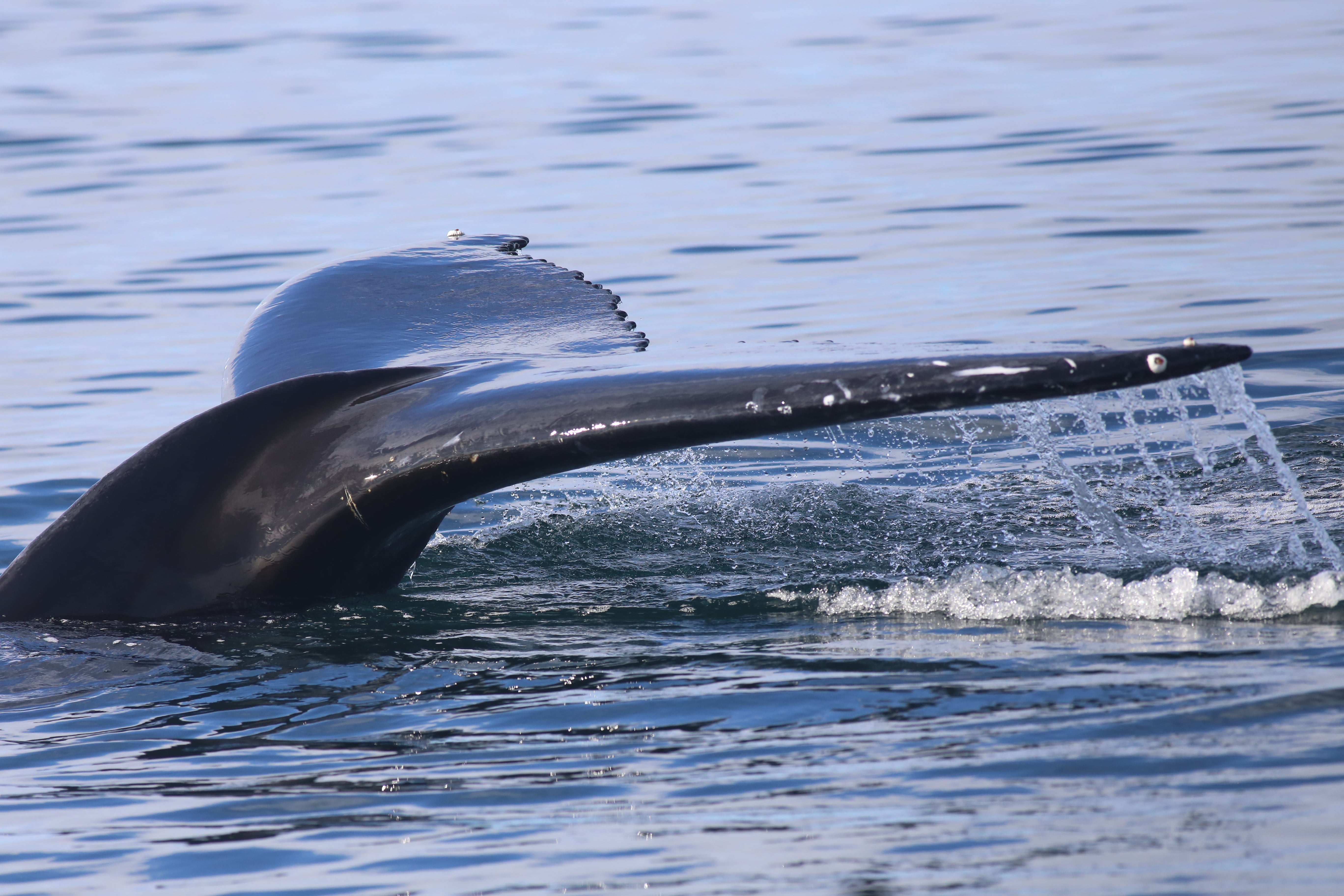 Whale tail above the ocean during a Reykjavík whale watching tour