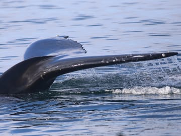 Whale tails in the waters of Iceland
