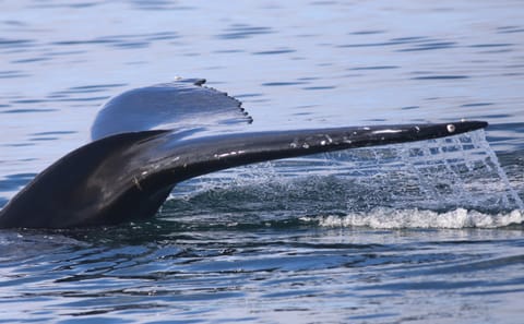 Reykjavik Evening Whale Watching Cruise in Arctic