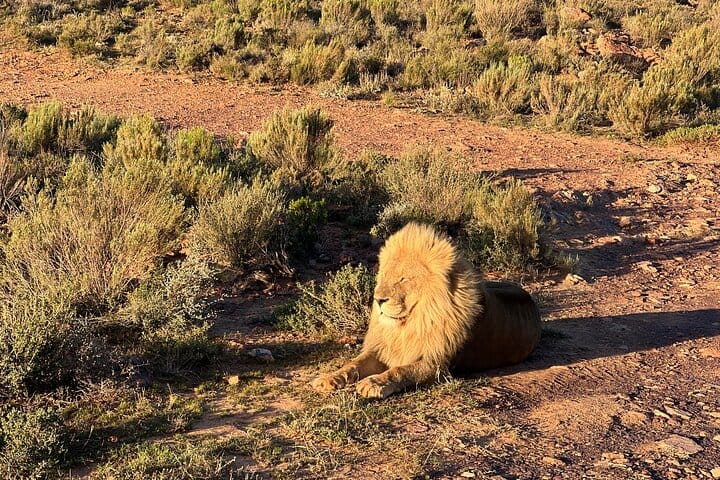 Cape Town Aquila Game Reserve Big 5 Sunset Safari with Transport