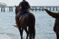Side horse riding tours