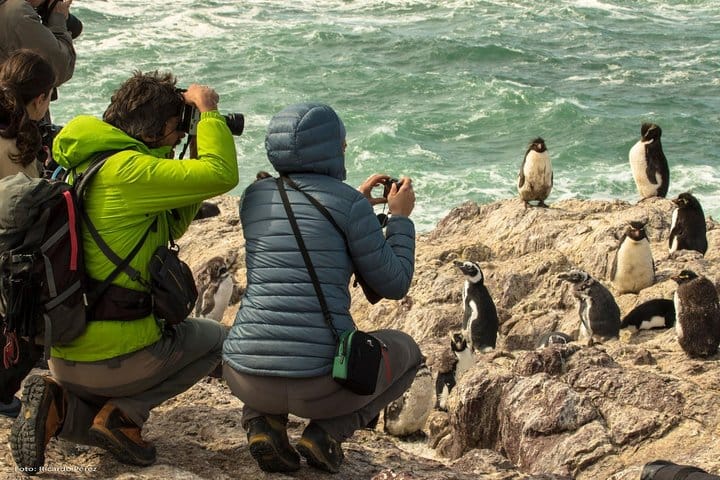 Pinguienera