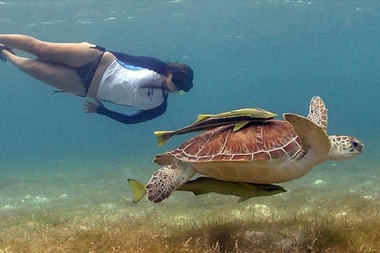 Tulum Ruins, Akumal Turtles & Cenote Combo Tour