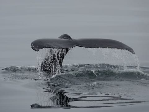 Reykjavík Bay Arctic Rose Whale Watching Excursion, photo 5