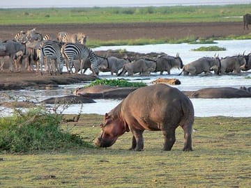 Lake manyara safari