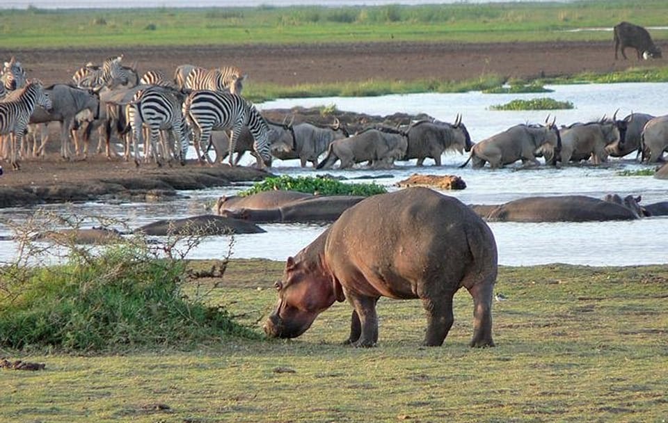 Lake Manyara National Park Day Trip From Arusha