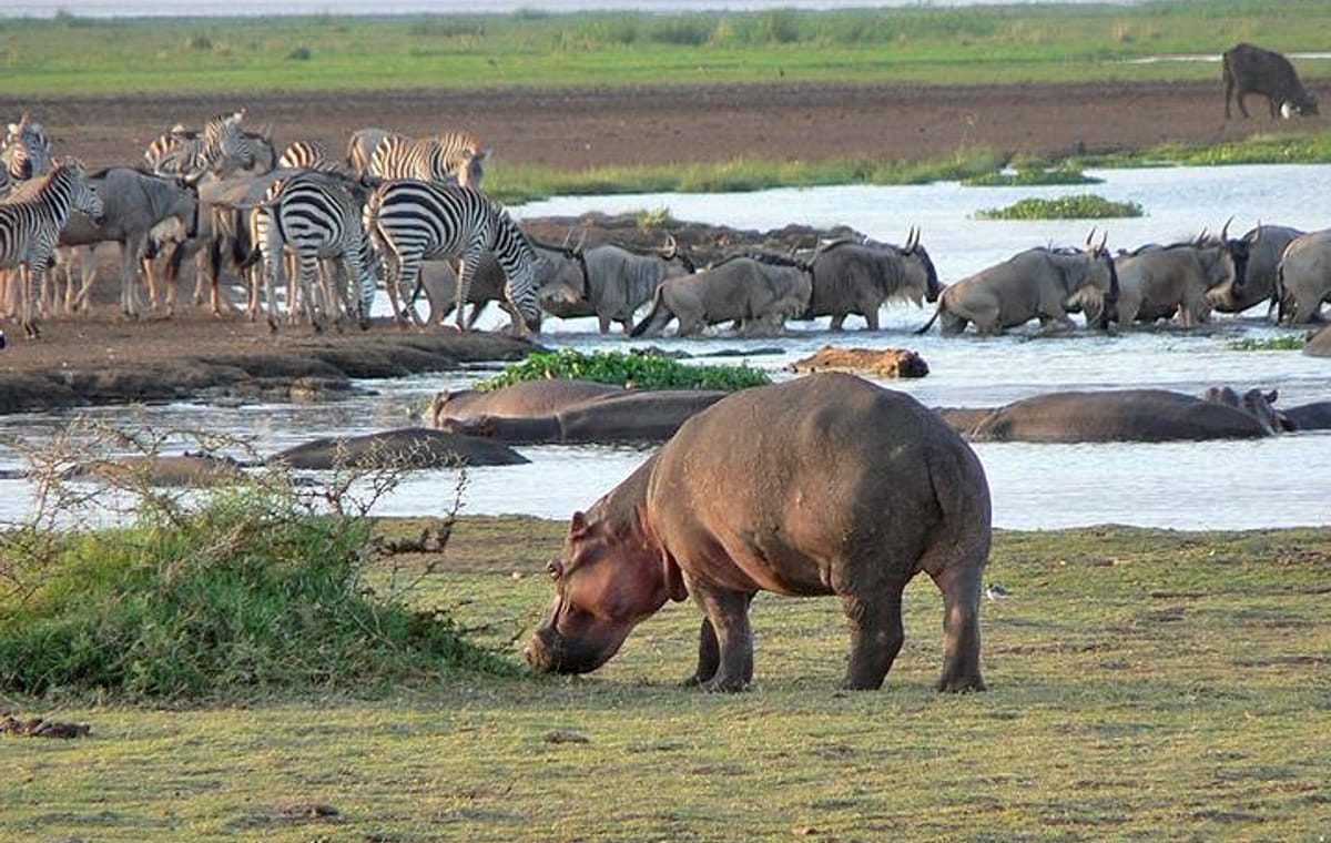 Lake Manyara National Park Day Trip From Arusha