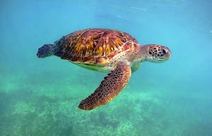 Akumal turtle snorkeling, 3 private cenotes & gourmet dining