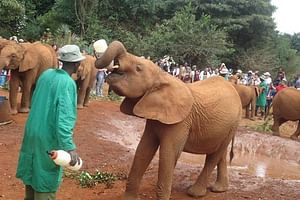  Elephant Orphanage & Giraffe Centre Tour