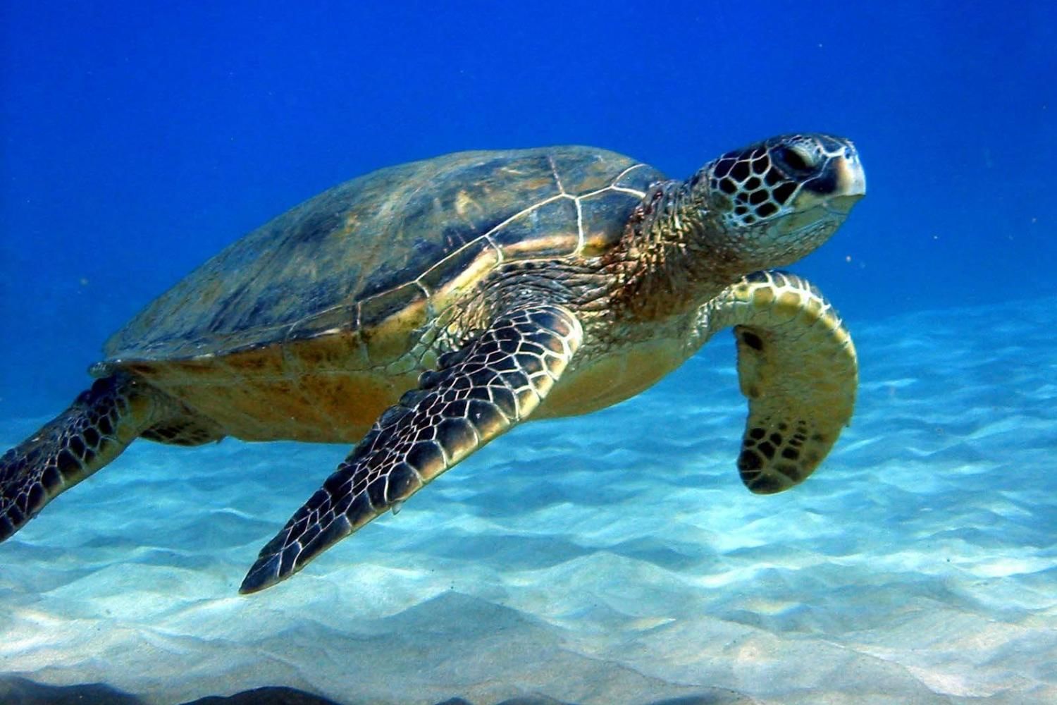 Mussandam Sea Safari with Lunch with Daytur