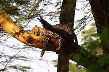 2-Day Lake Nakuru Safari for Flamingos and Rhinos