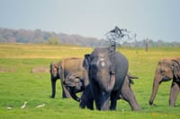 Sigiriya & Minneriya Safari Tour from Colombo 7
