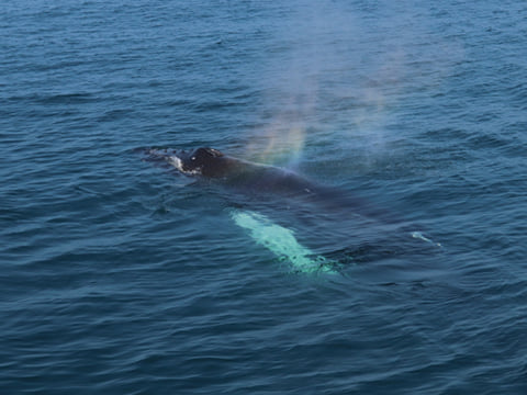 Best Value Whale Watching tour from Reykjavik, photo 20